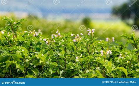 Flowering Potatoes In The Field Growing Potatoes Stock Image Image