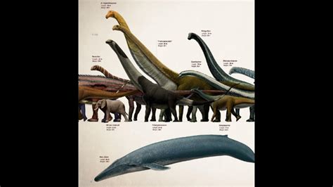 Blue Whale Vs Dinosaur Size Comparison YouTube