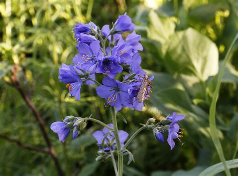 Polemonium caeruleum - Изображение особи - Плантариум