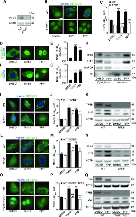 Tfeb And Tfe Mediate Ppp Induced Autophagy A C U Os Gfp Lc