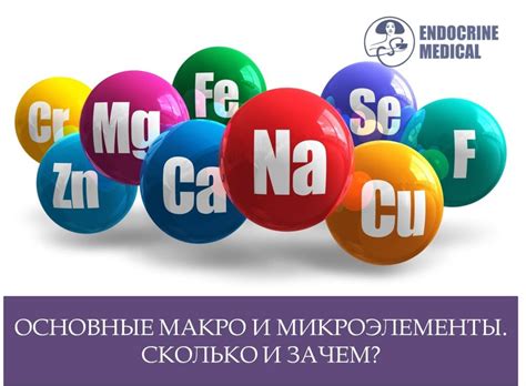 Основные макро и микроэлементы. Сколько и зачем? — Endocrin Clinic