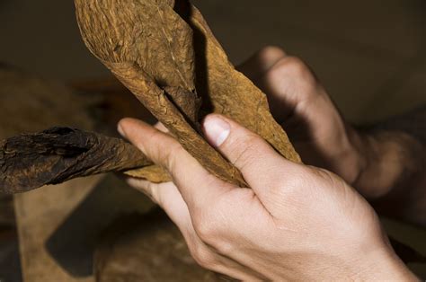 fresh quality tobacco leaves about to be rolled into cigar | PDR Cigars