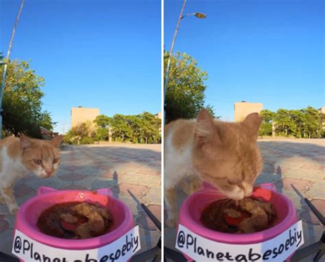 30 Times This Guy Used A Drone And Remote Control Car To Find And Feed