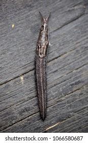 Close Naked Dark Slug On Wooden Stock Photo 1066580687 Shutterstock