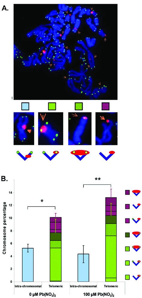 Lead Induces Telomere Induced Foci TIFs Results Obtained With B3