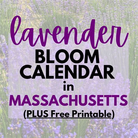 650+ Lavender Farms Across the United States: A Complete Guide