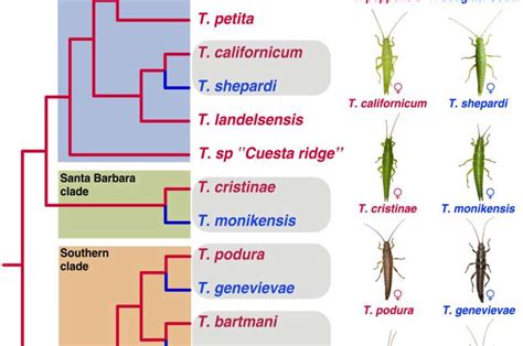 Asexual reproduction can have negative effects on genome evolution in stick insects