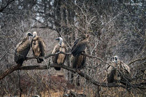 3 Reasons Why Vultures and Hyenas Are Vital to a Reserve | Sun Safaris