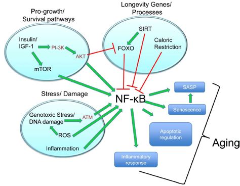 Schematic Illustration Depicting Nf B As A Central Factor In