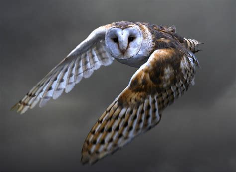 4K, Birds, Owls, HD Wallpaper | Rare Gallery