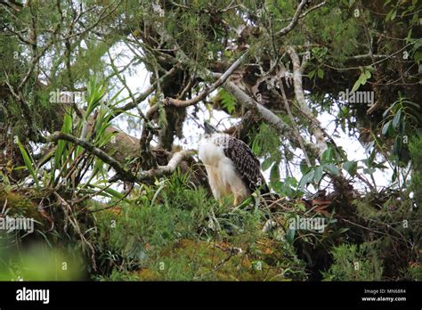 Great Philippine eagle (Pithecophaga jefferyi) nesting in Mindanao ...