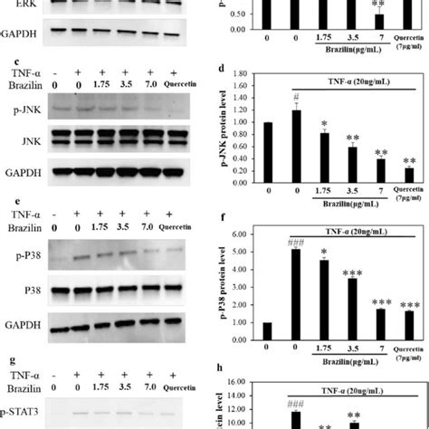 Brazilin Down Regulated Phosphorylation Of Mapk Erk P38 Jnk And