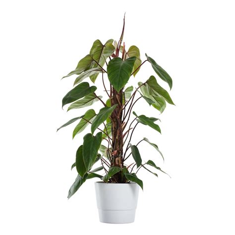 Kopparranka | Plantera om, Växter, Krukor