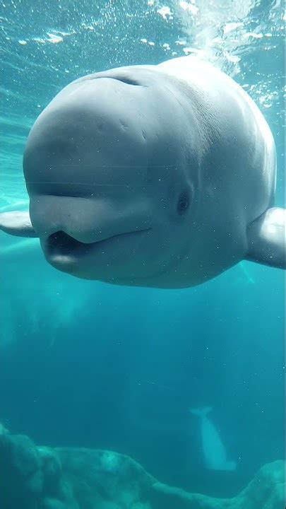 Beluga Calf Shila Interacting Georgia Aquarium 10 12 21 Youtube