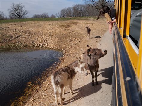 Wild Animal Safari Springfield Mo Editorial Image Image Of Drive