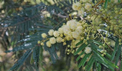 Black Wattle | Biodiversity of the Western Volcanic Plains