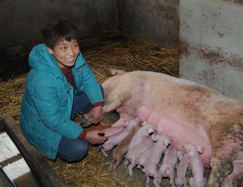 临产母猪不吃食怎么办？本文给养殖户一个好方案