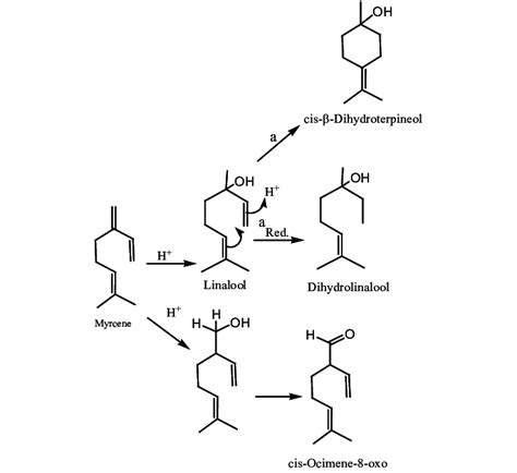 Pathways Of Dihydrolinalool Cis Ocimene 8 Oxo And Linalool Formation