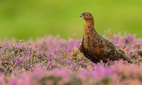 Red Grouse Bird Facts Lagopus Lagopus