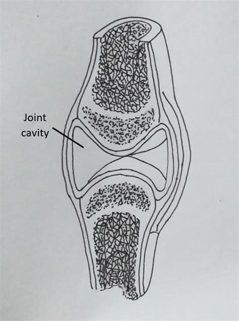 Label The Diagram Of A Typical Synovial Joint Using The Term Quizlet