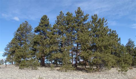 Evergreen Trees Native To Colorado Uncover Colorado