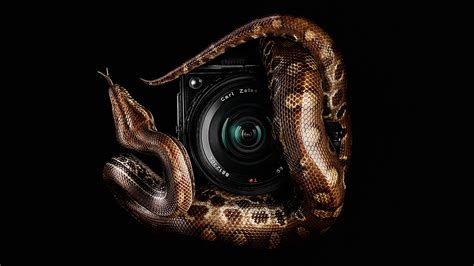 Snake On Behance