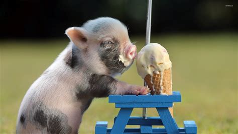 Piglet Eating Ice Cream Wallpaper Funny Wallpapers 42372