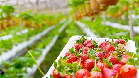 Best Locations For Strawberry Picking In Korea Koreatravelpost
