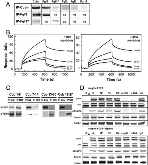 Cubn Binds Fgf8 With High Affinity And Contributes To Fgf8 Signaling In