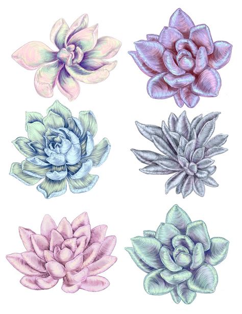 Succulent Plant Studies In Graphite By Miranda Montes With Images