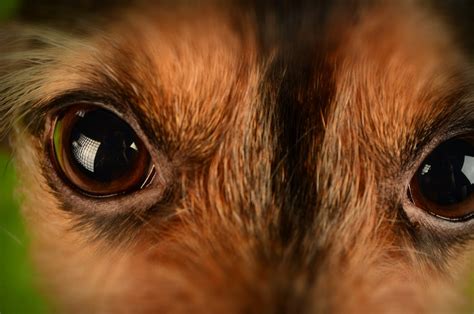 Brown and Black Animal Eyes · Free Stock Photo