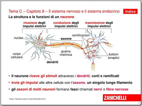 Ppt Gli Organi Del Sistema Nervoso Powerpoint Presentation Free