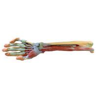 Forearm And Hand Deep Dissection