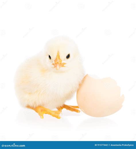 Cute Newborn Chicken Stock Photo Image Of Fuzzy Farm 91377442