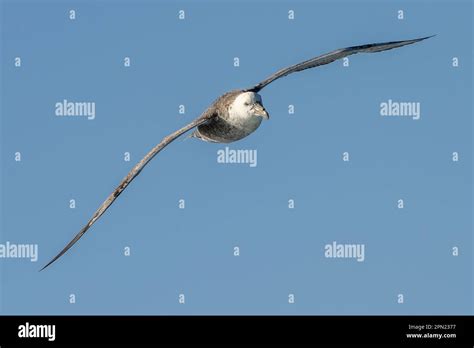 Close Up Of A Giant Petrel Macronectes Giganteus In Flight Over The