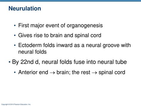 PPT - Neurulation PowerPoint Presentation, free download - ID:2214321