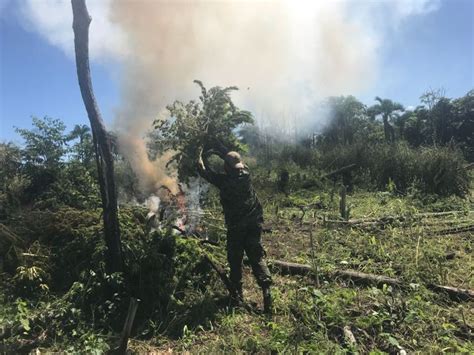 Incineran 7 toneladas de marihuana en Capitán Bado Nacionales ABC Color