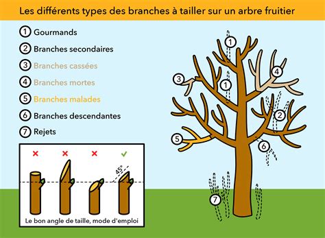 Quand Planter Un Arbre Fruitier Les Meilleures P Riodes Pour Assurer