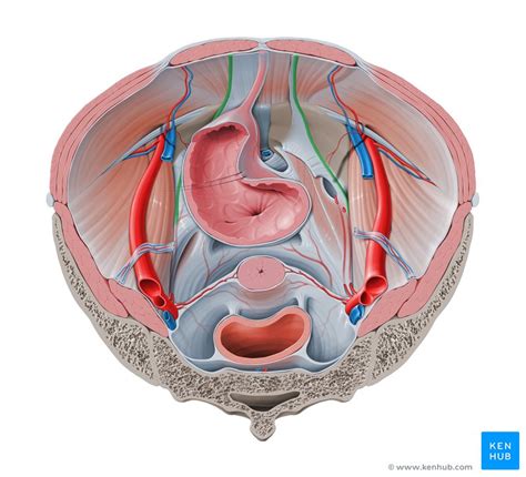 Medial Umbilical Ligament Anatomy Branches Supply Kenhub