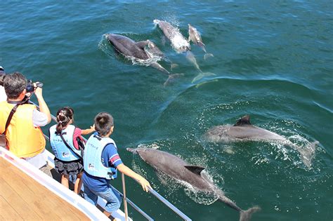 イルカウォッチング 海で遊ぶ のアウトドアやレジャー・体験ツアー｜旅プラスワン