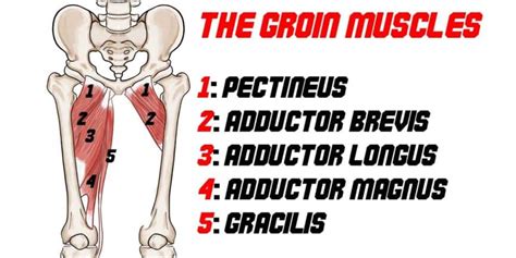 How To Prevent A Groin Pull Complete Step By Step Guide With Photos