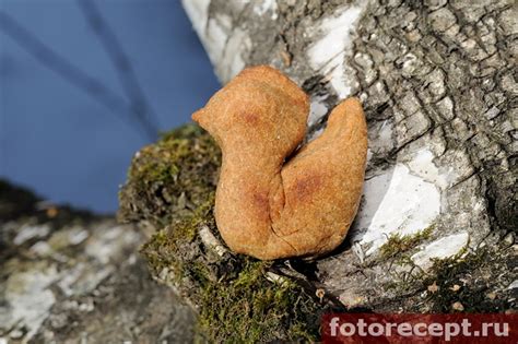 Жаворонки | fotorecept.ru