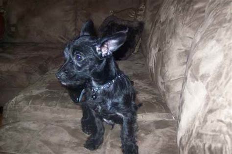 Scotchi | Scotchis - Chihuahua x Scottish Terrier