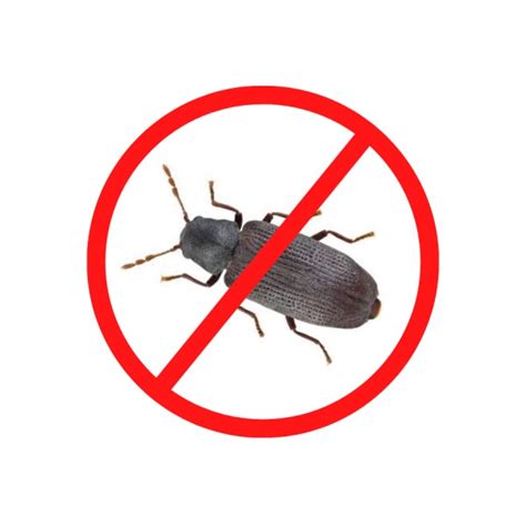 Wood Borer Inspection Charges Gingerbays