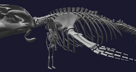 Blue Whale Skull Diagram