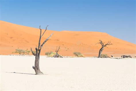 The Scenic Sossusvlei And Deadvlei Clay And Salt Pan With Braided