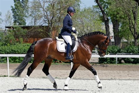 Western Dressage vs. Cowboy Dressage - Same Same? - Horse Rookie