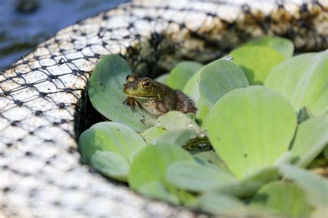 Small Green Frog on a Lily Pad Stock Photo - Image of light, natural: 186396848