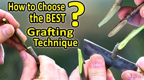 Grafting Techniques For Fruit Trees - Grafting Techniques For Fruit ...