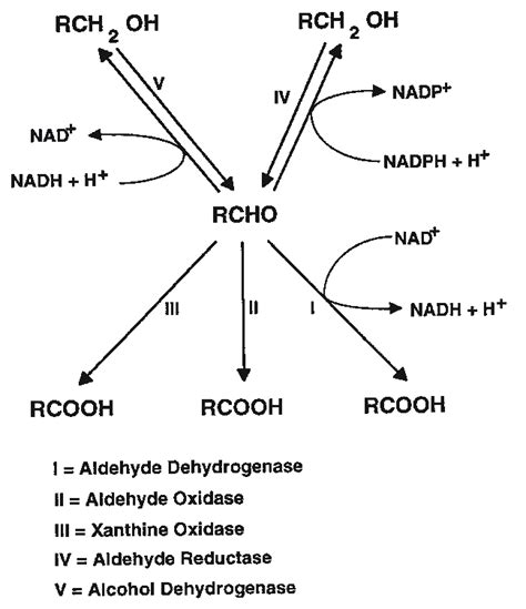 The Pathways Of Aldehyde Metabolism Download Scientific Diagram